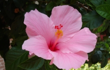 hibiscus-pink-flower-dsc01205